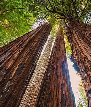 Redwoods - los rboles ms altos del mundo