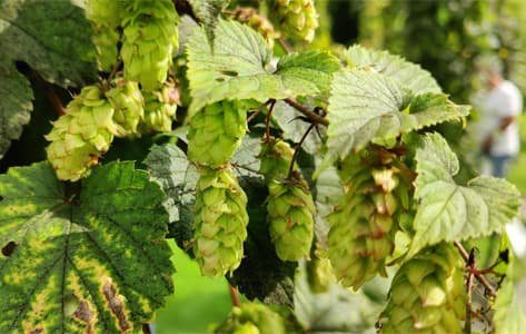 Lúpulo, ingrediente imprescindible de la cerveza