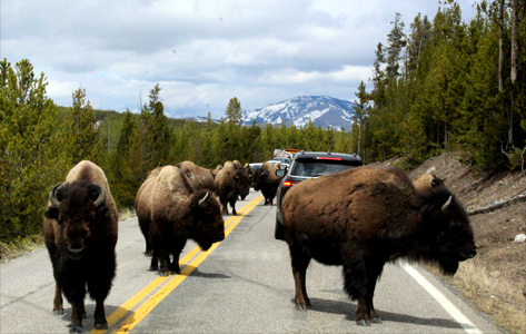 Con suerte, al largo de nuestra ruta habrá encuentros con búfalos, alces, lobos y osos.